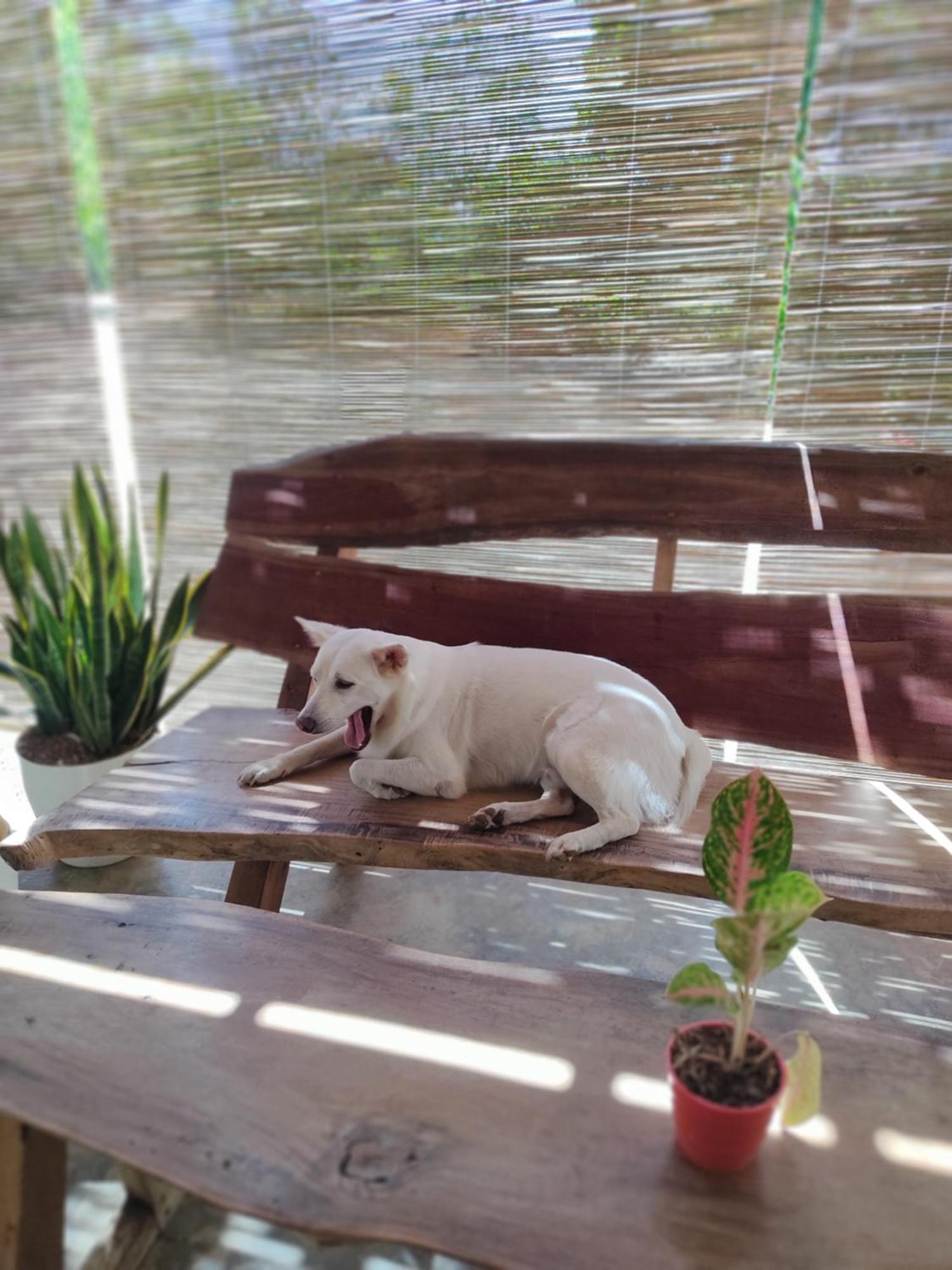 Firefly Treehouse Cafe And Bar Hotel Lazi Luaran gambar